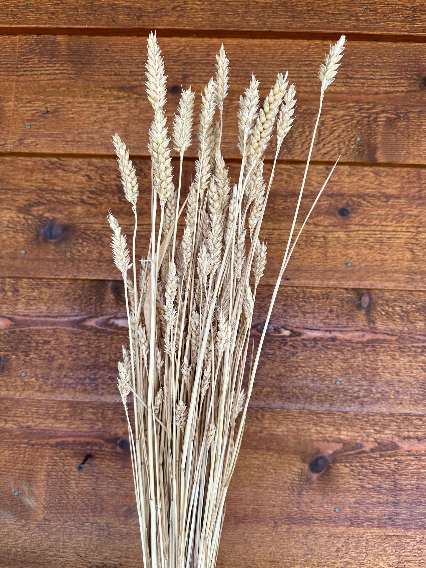 Wheat