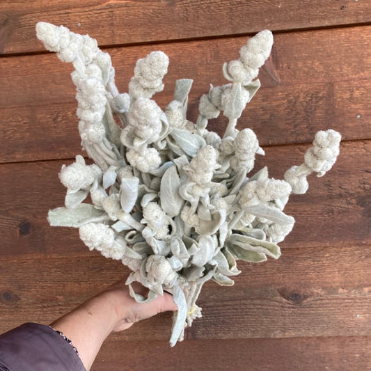 Hand holding a bundle of white dried plants against a wooden background