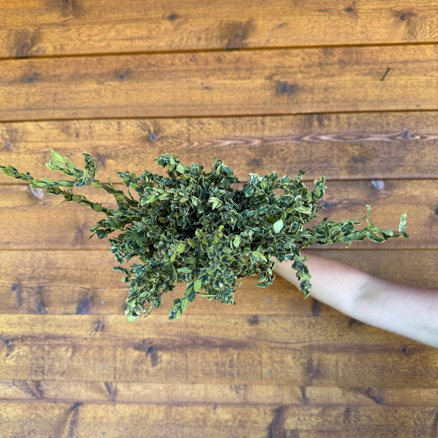 Boxwood