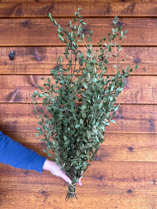 Dried eucalyptus parvifolia held in front of a wooden wall