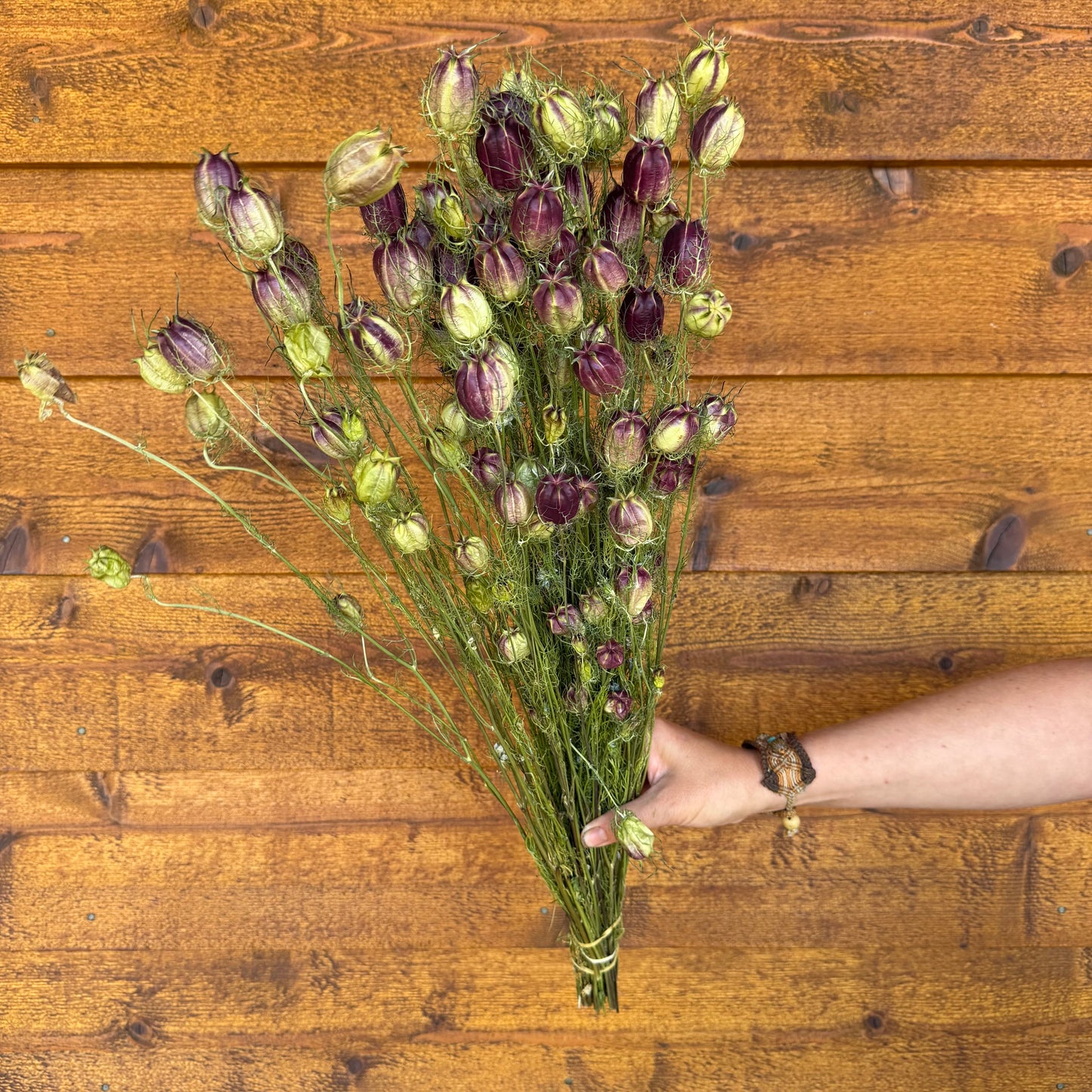 Nigella Pods