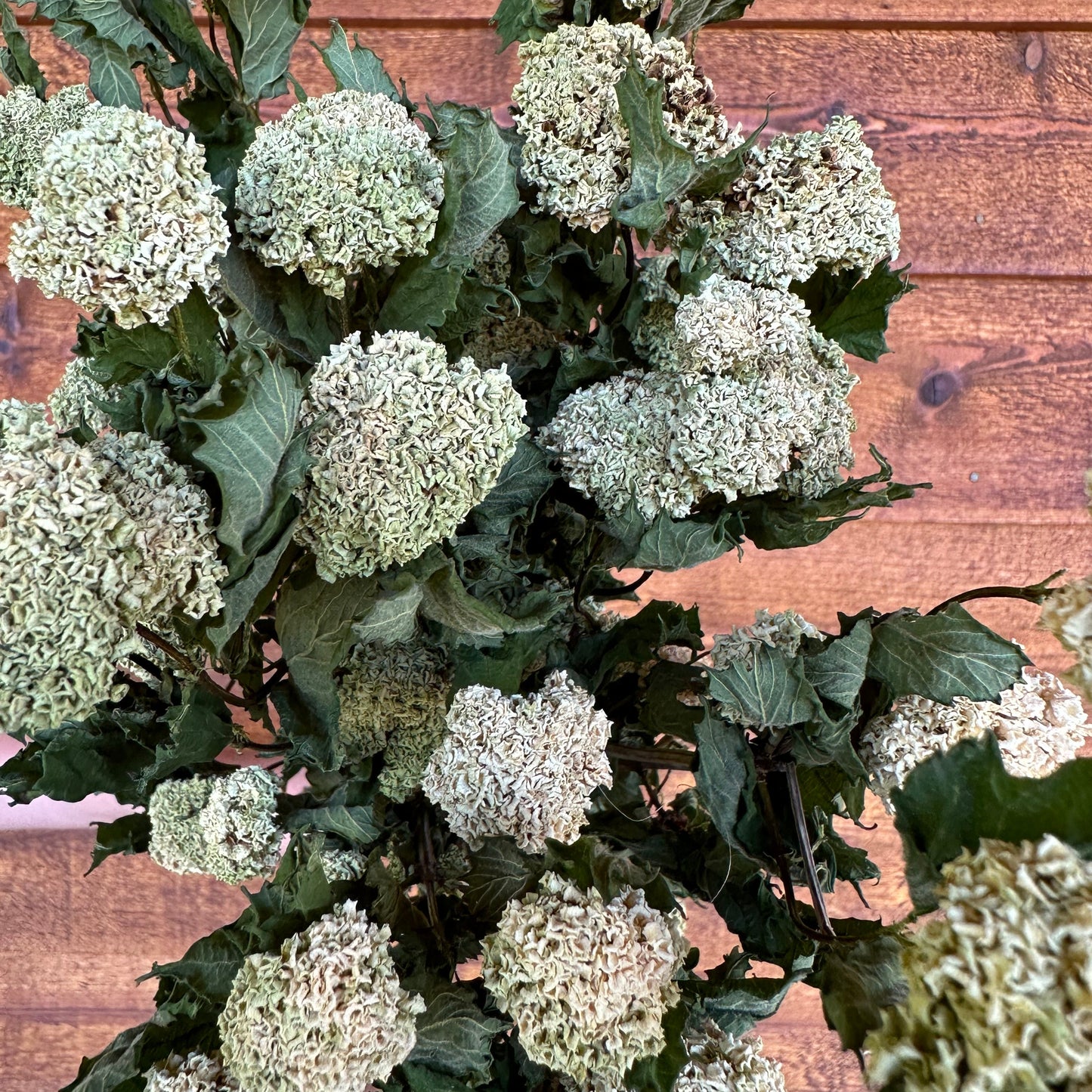 Dried flowers on a wooden surface