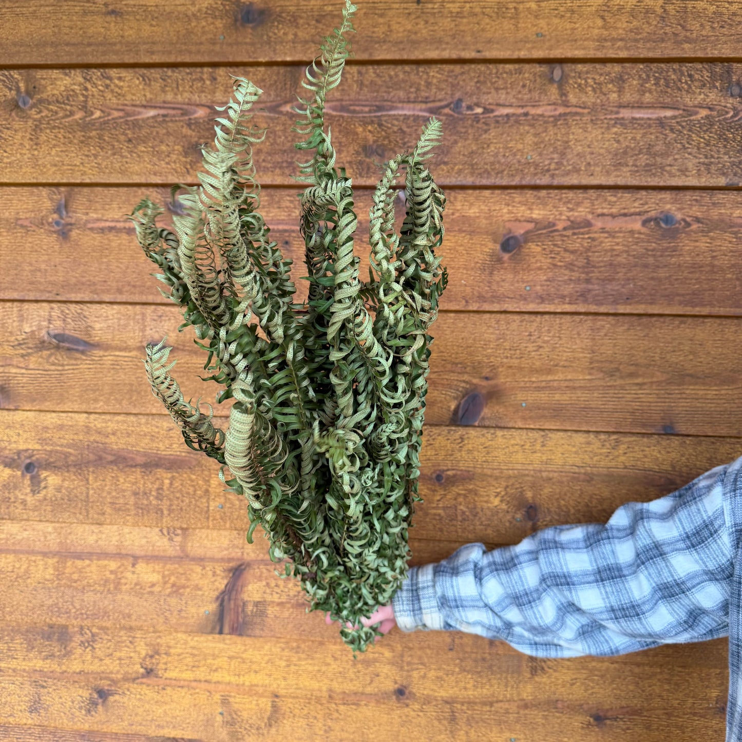 Sword Fern