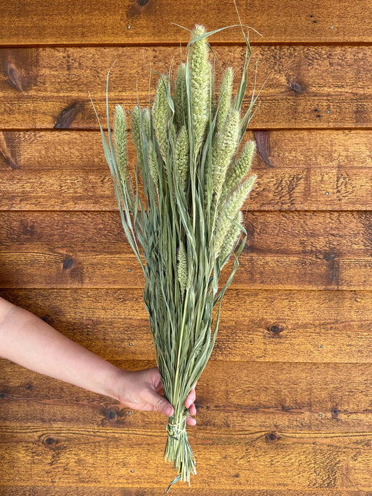 Hand holding a bundle of foxtail grass against a wooden background