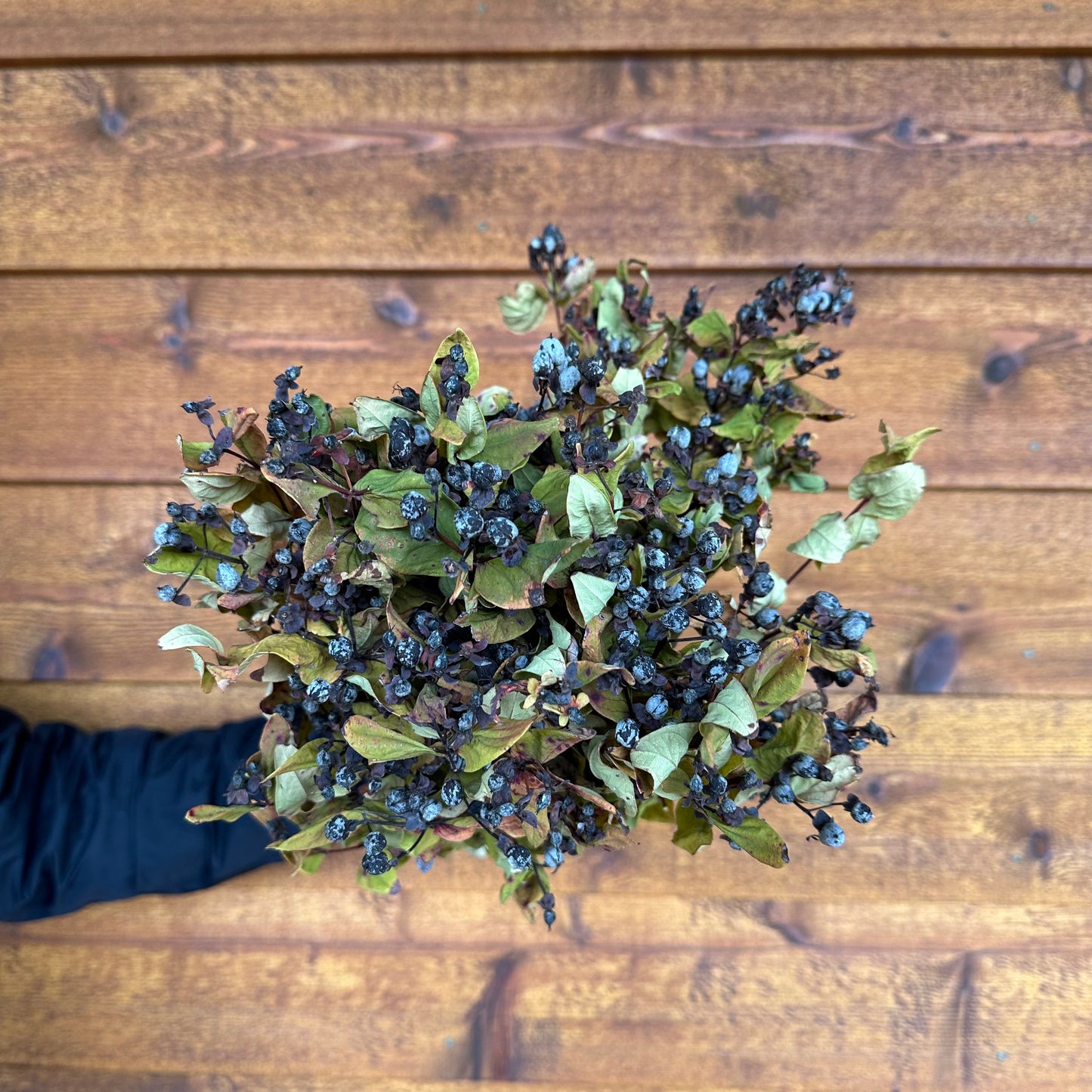 Hypericum Berry