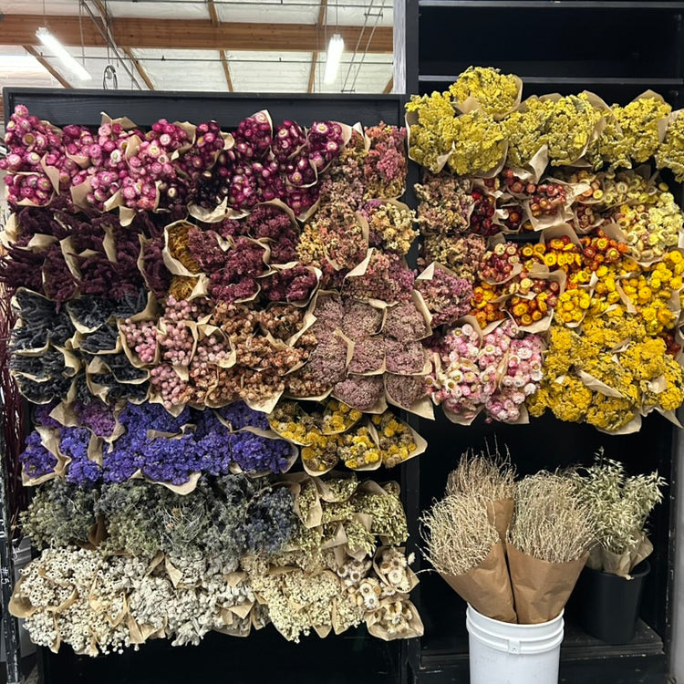 Dried Flowers, Foliage & Grasses
