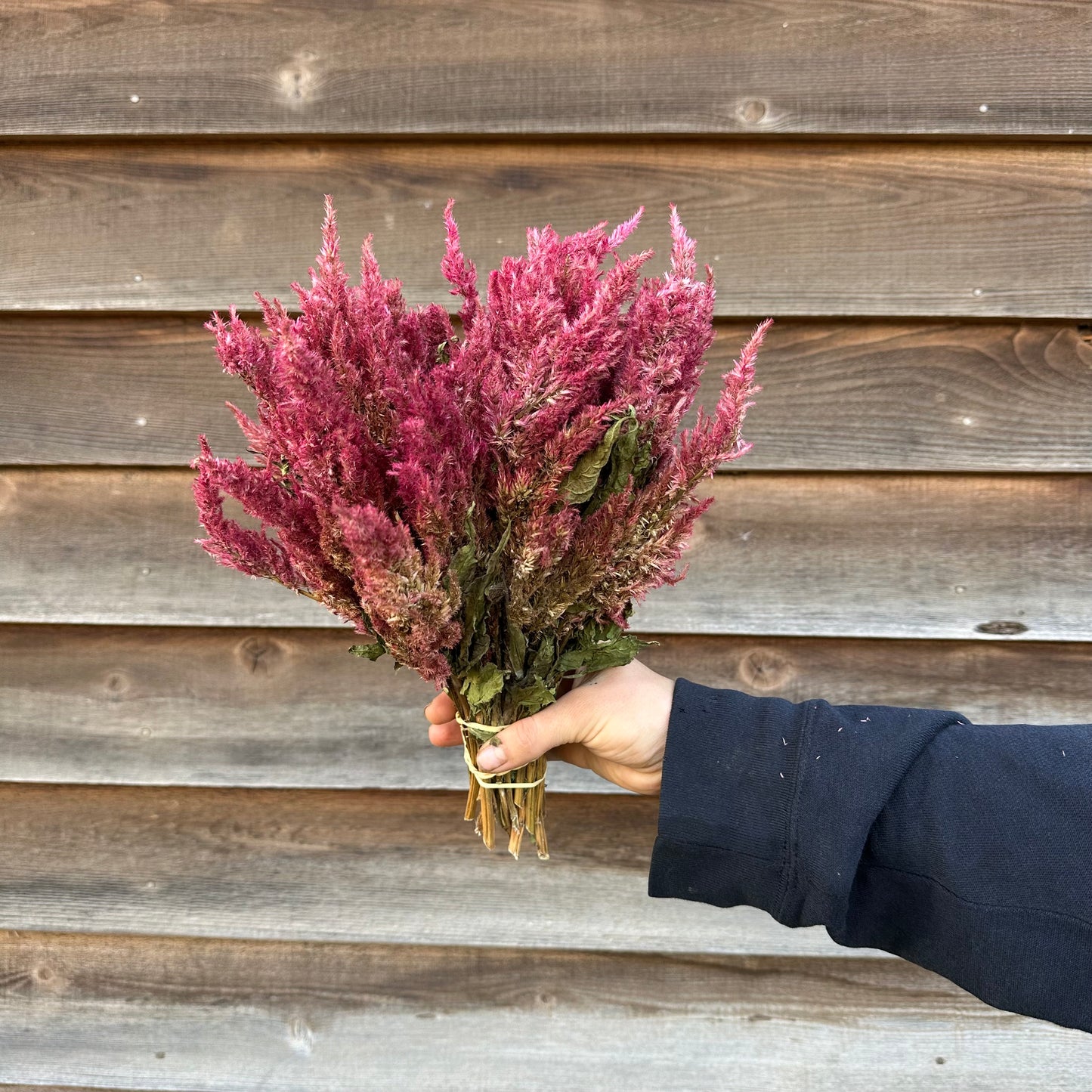 Celosia Plumes