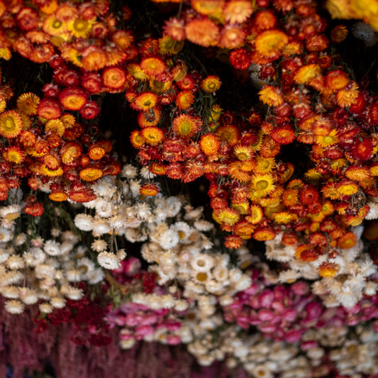 Close-up of colorful flowers with a blurred background