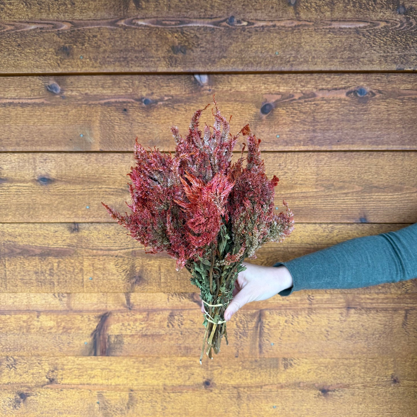 Celosia Plumes