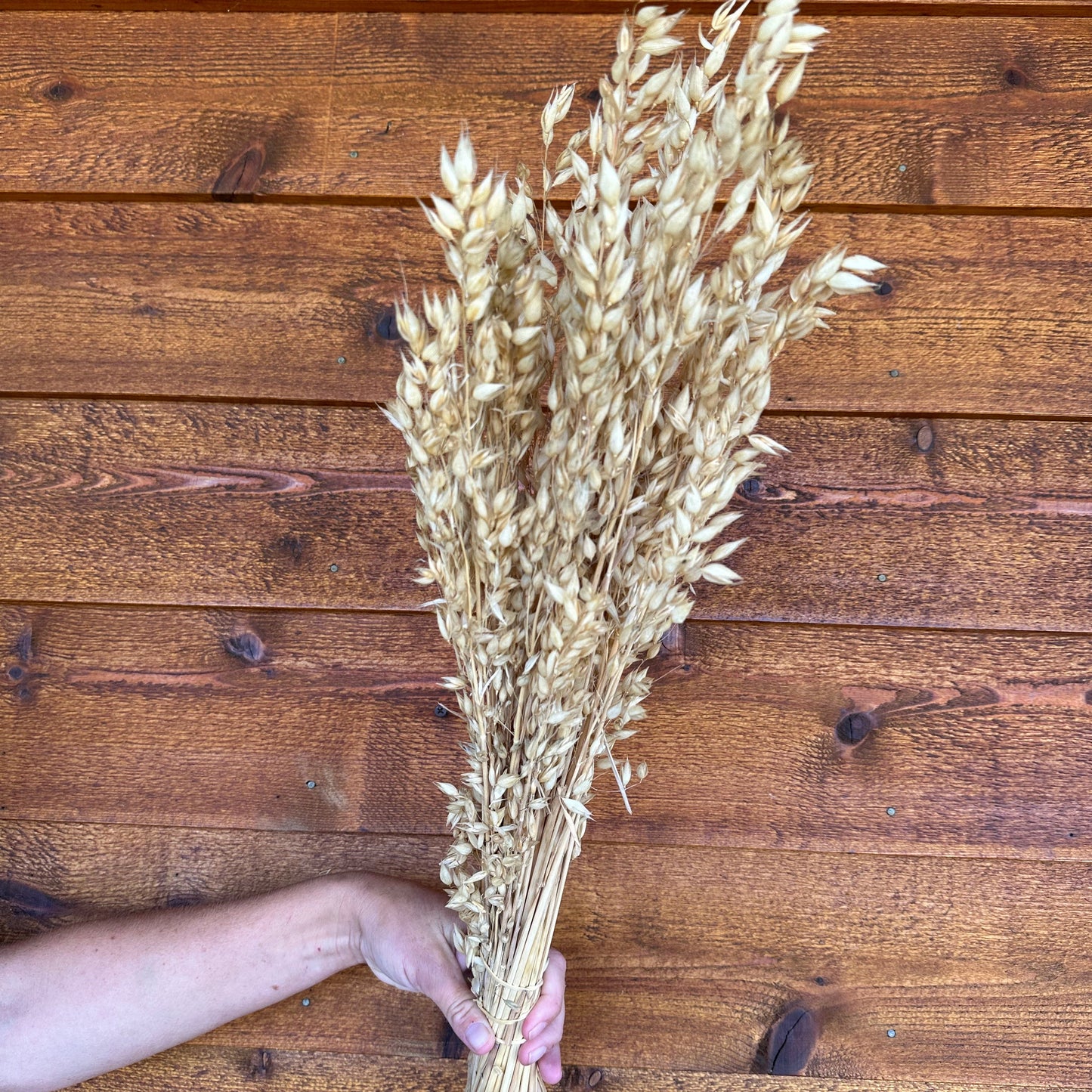 Cayuse Oats