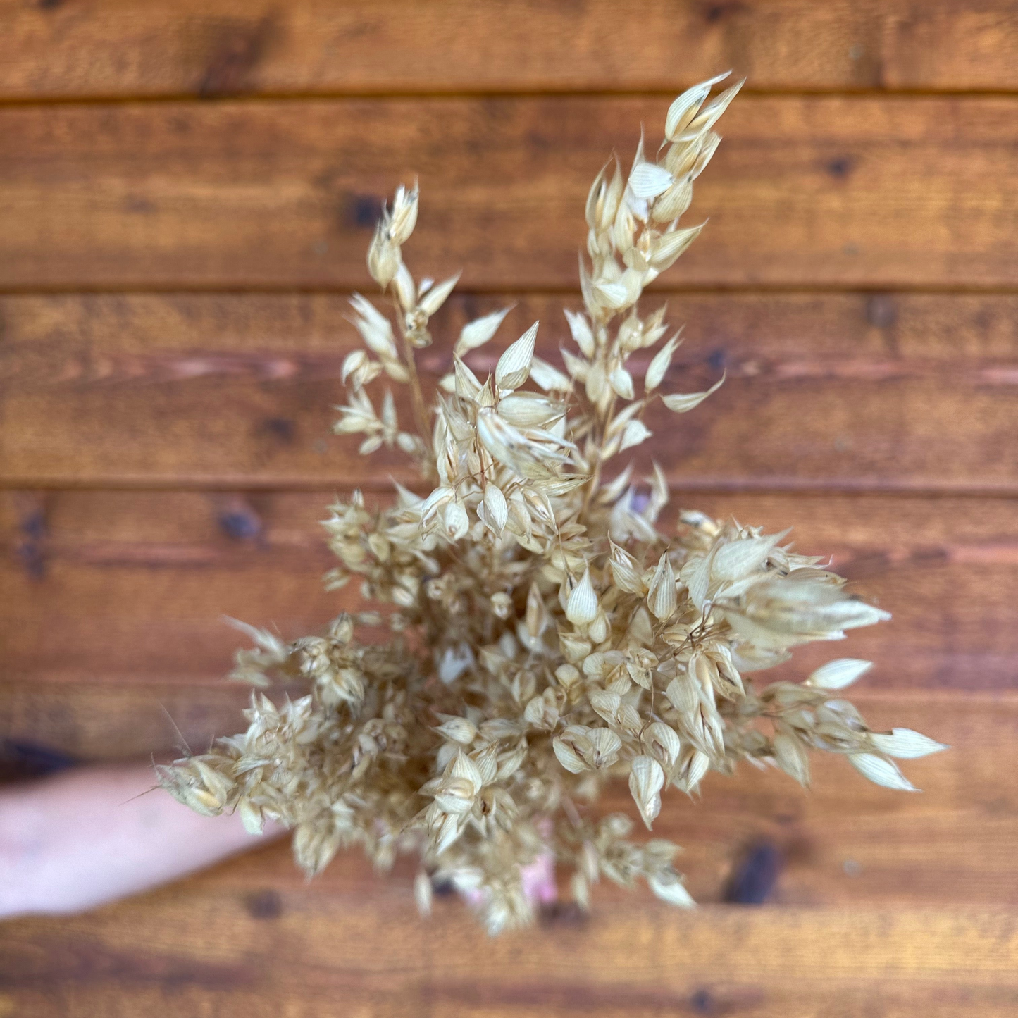 Cayuse Oats