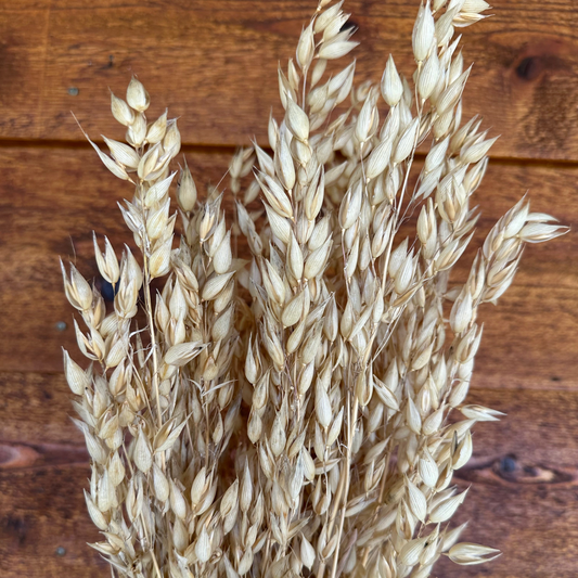Cayuse Oats