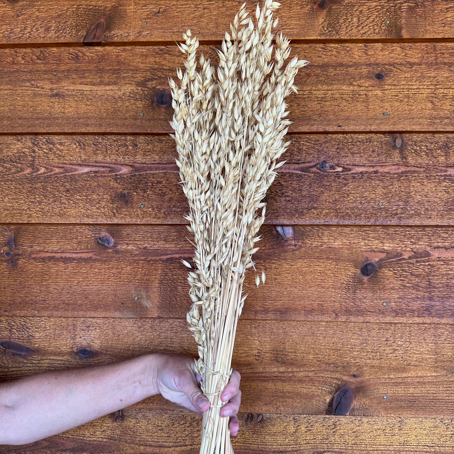 Cayuse Oats