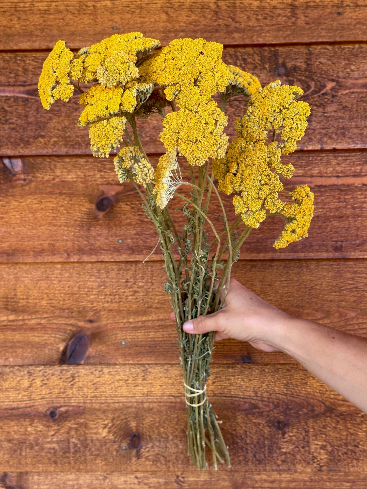 Yarrows