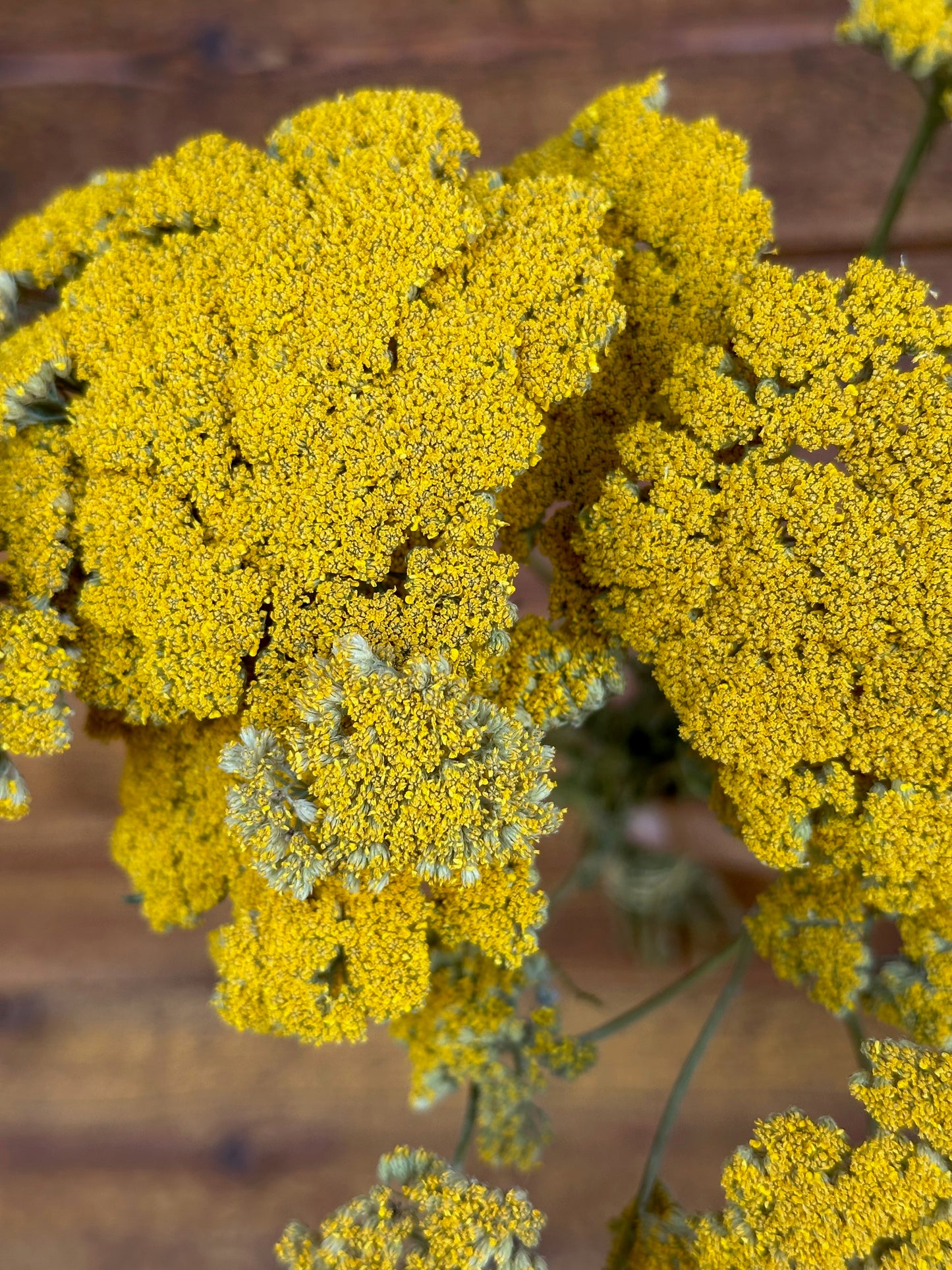 Yarrows