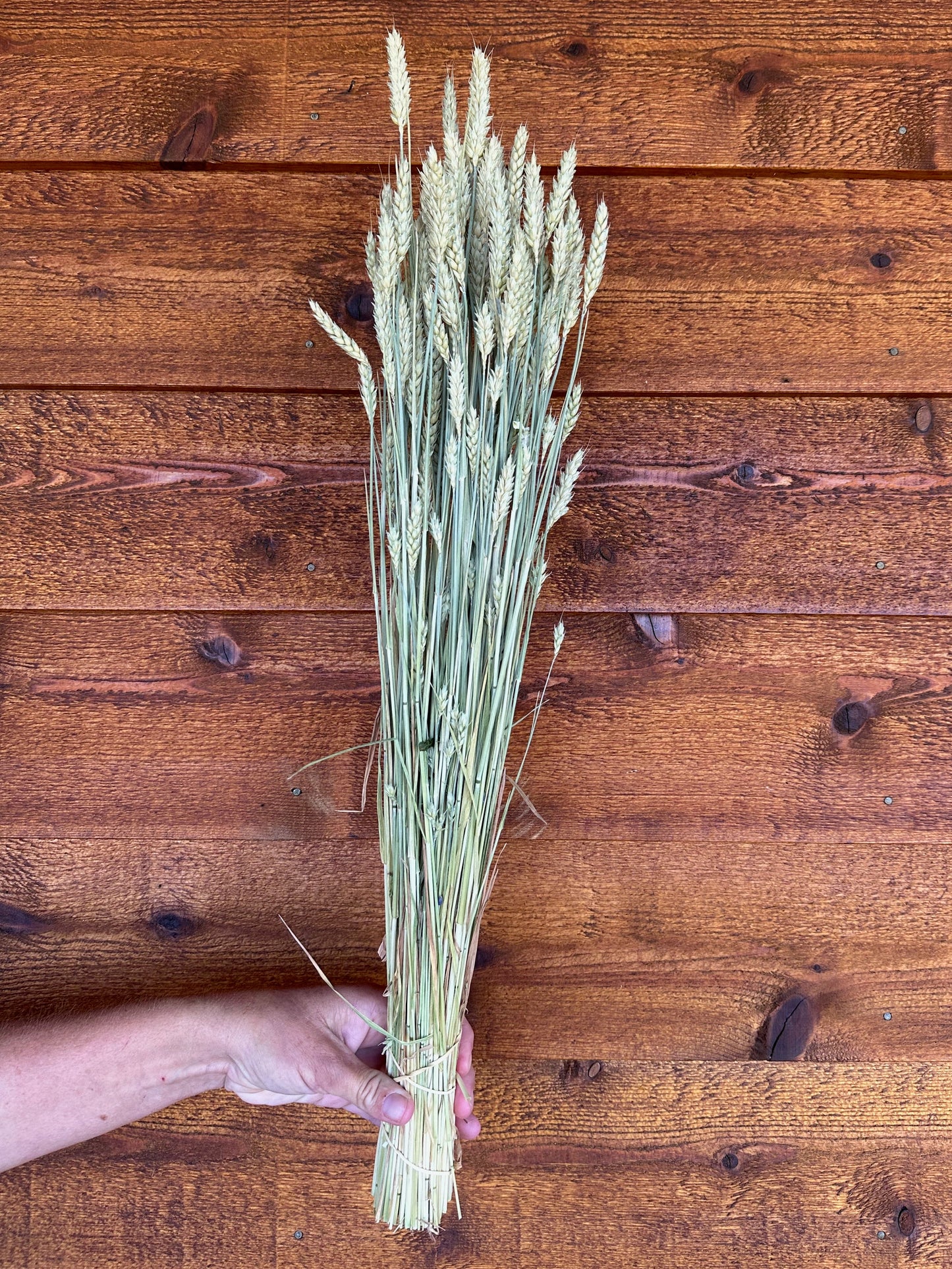 Bunch of dried wheat held against a wooden background