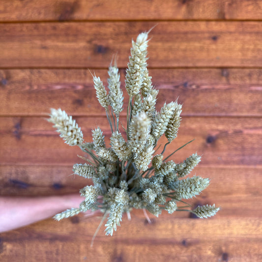 Bouquet of green wheat held against a wooden background