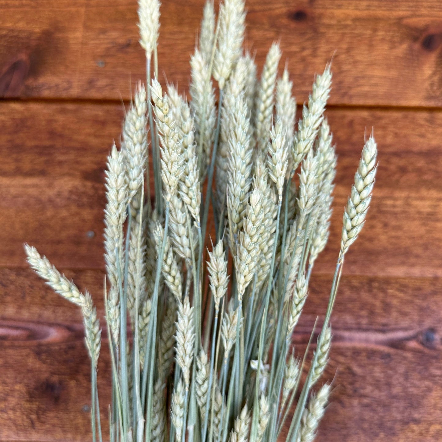 Bouquet of wheat against a wooden background