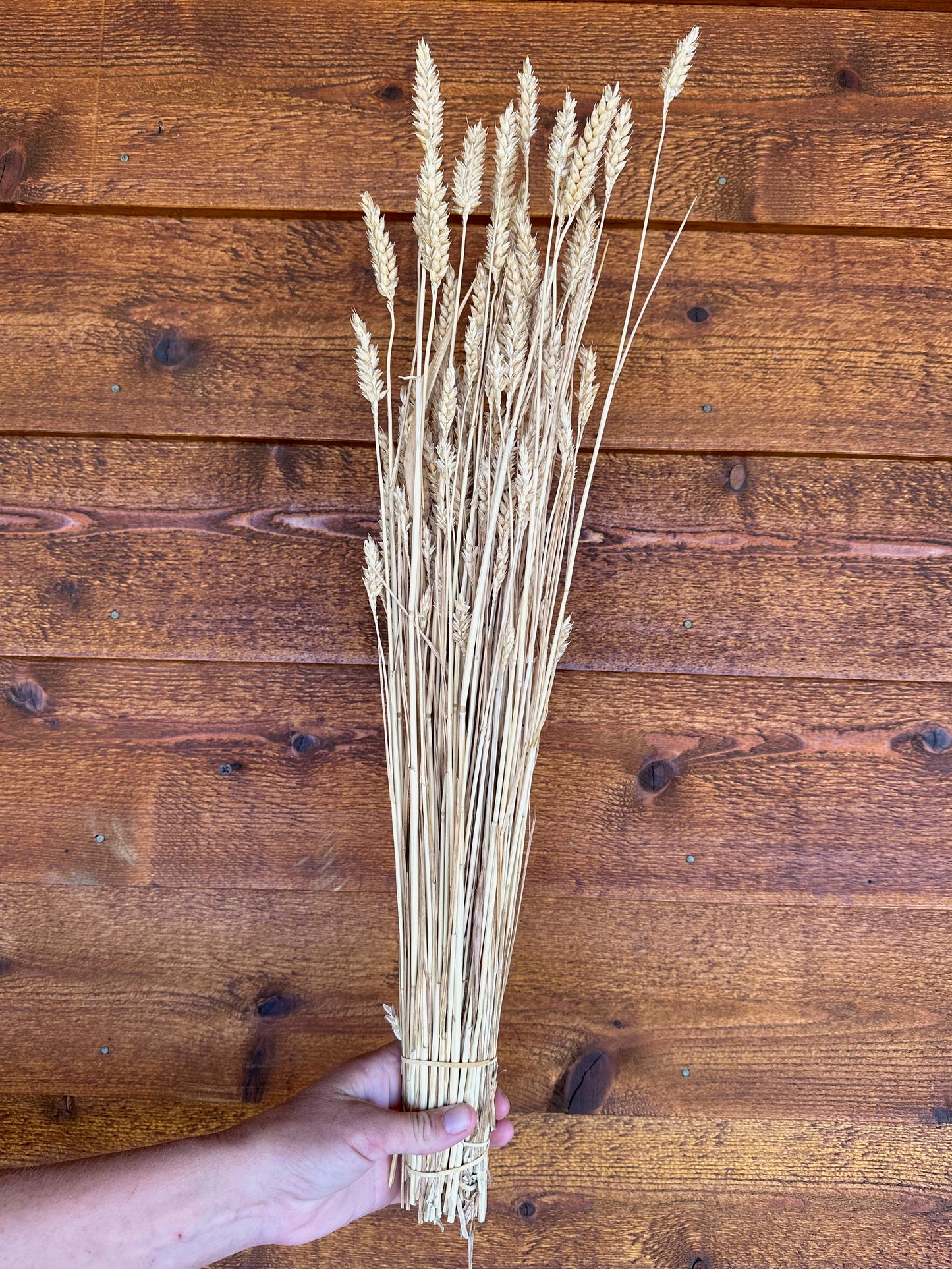 Bunch of dried wheat held against a wooden background