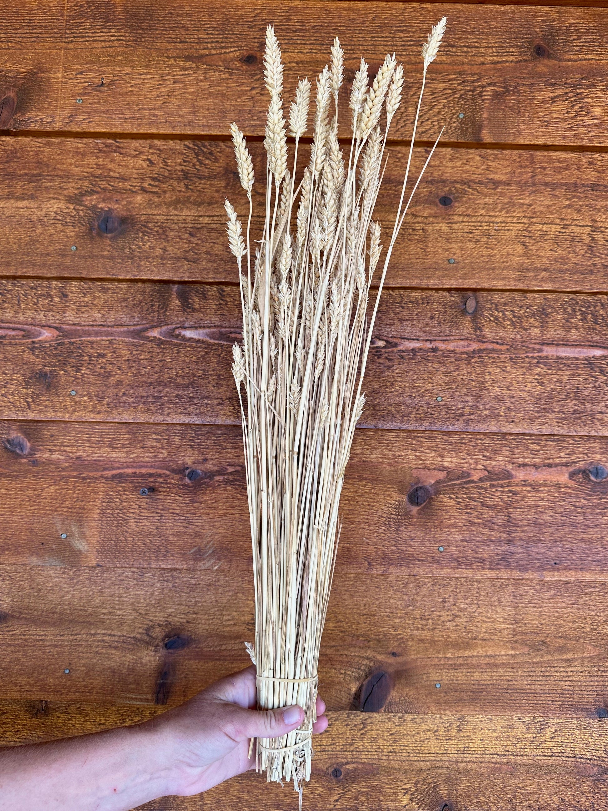 Bunch of dried wheat held against a wooden background