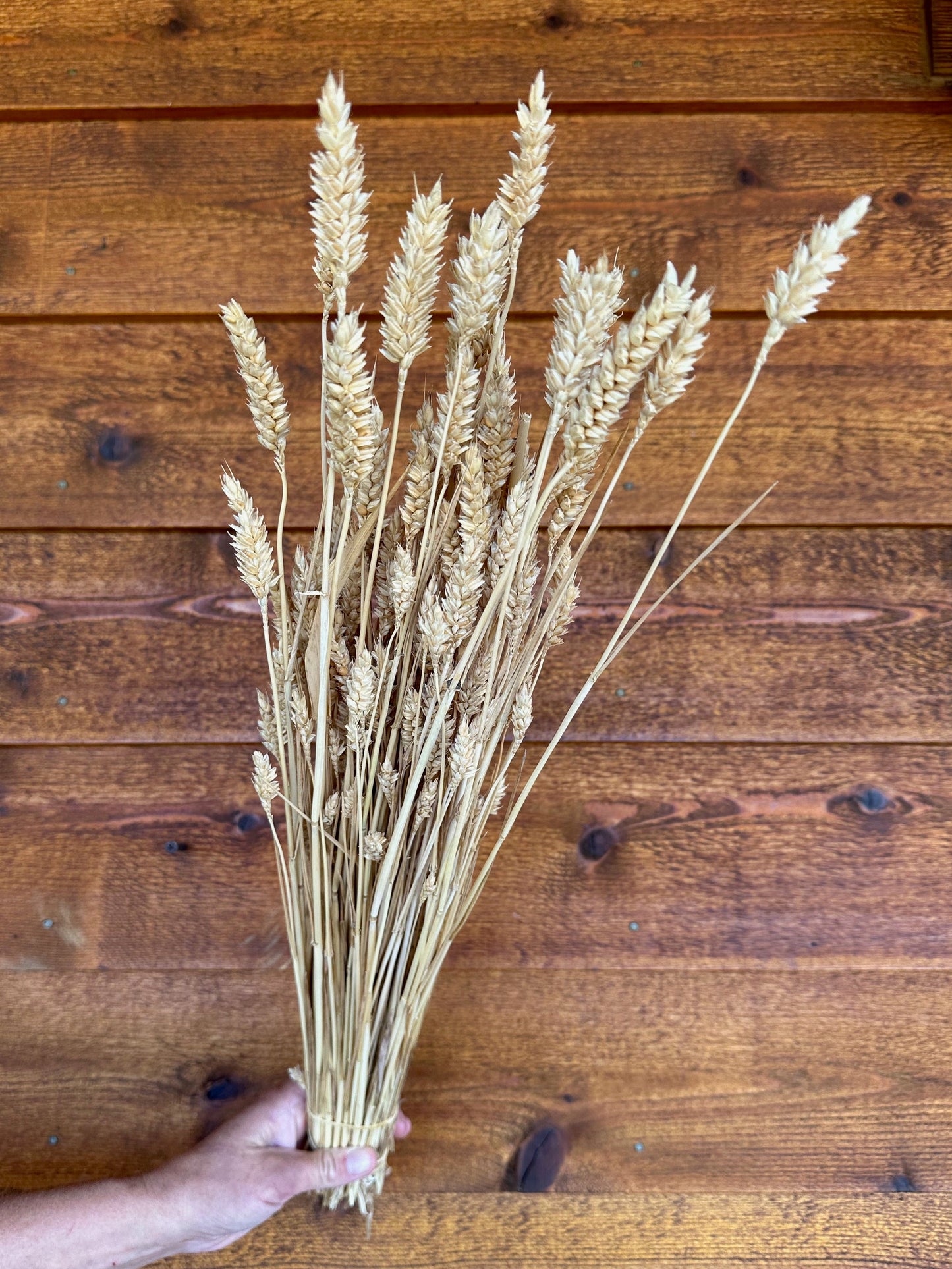 Bouquet of wheat held against a wooden background