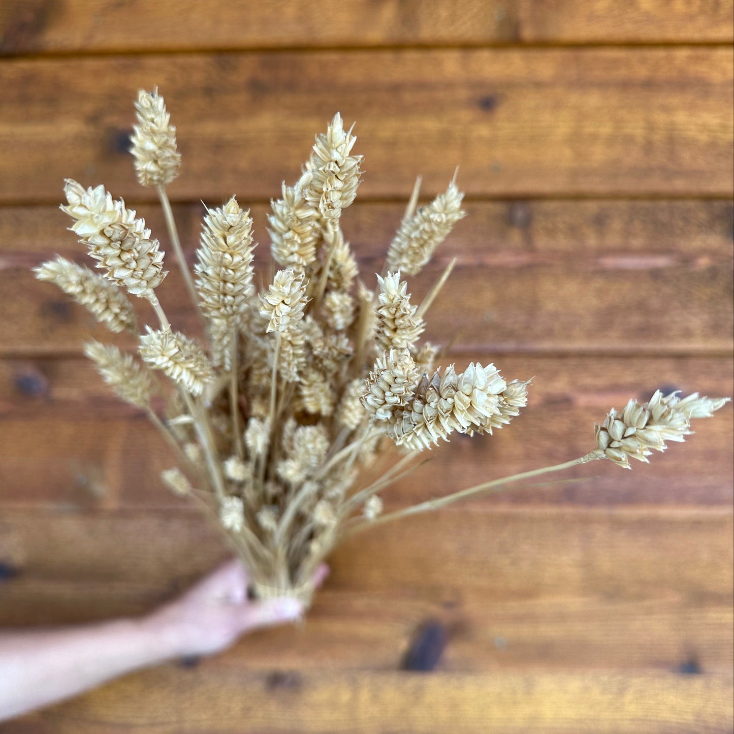 Bouquet of dried wheat held against a wooden background