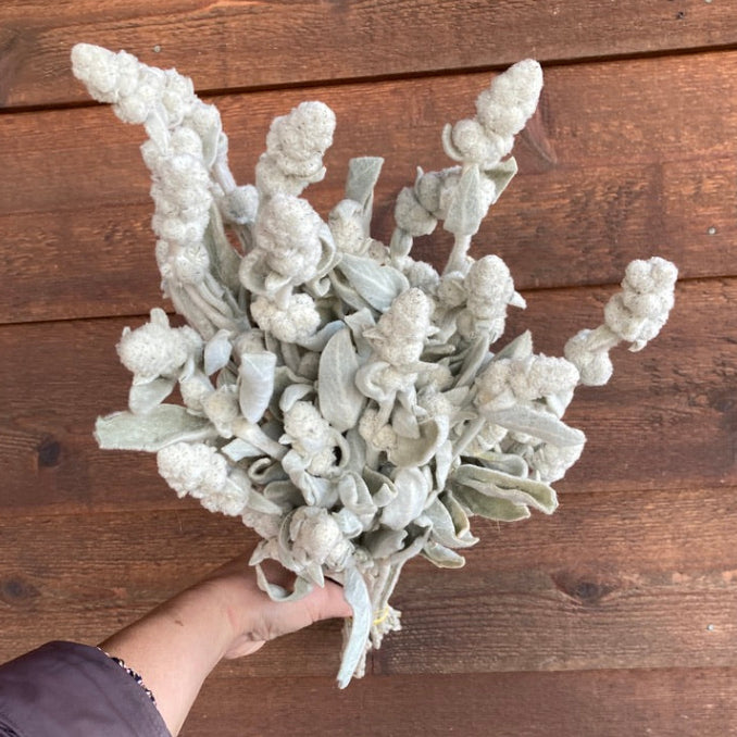 Hand holding a bundle of white dried plants against a wooden background