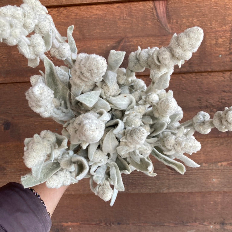 Dried woolly cotton ball white flowers held against a wooden background