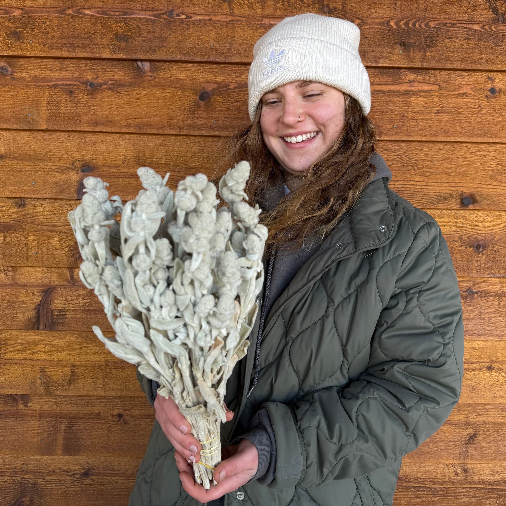 Person holding a bouquet of dried woolly betony against a wooden wall