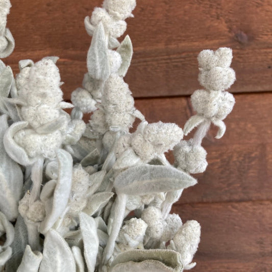 Close-up of dried silver foliage against a wooden background