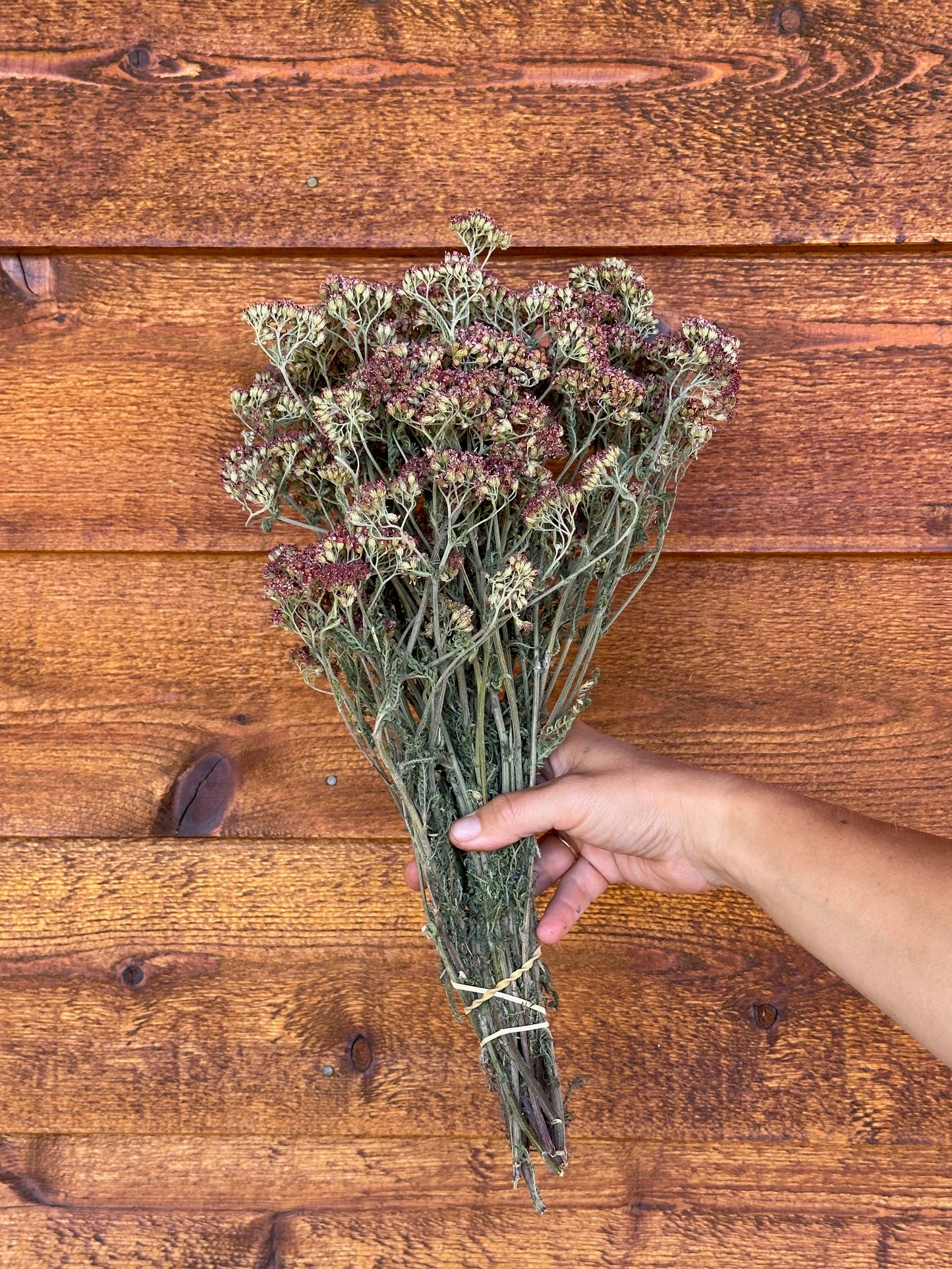 Yarrows