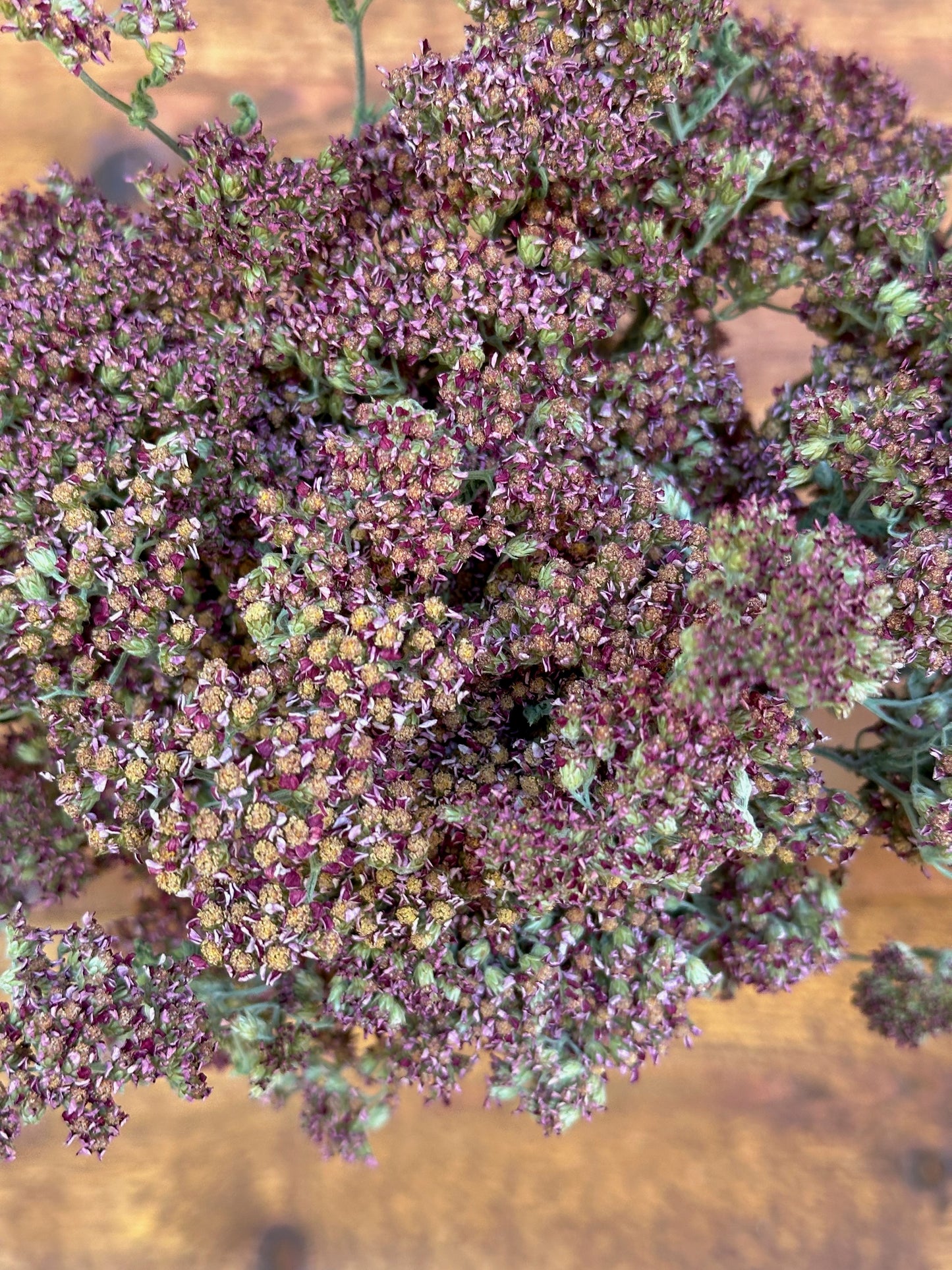 Yarrows