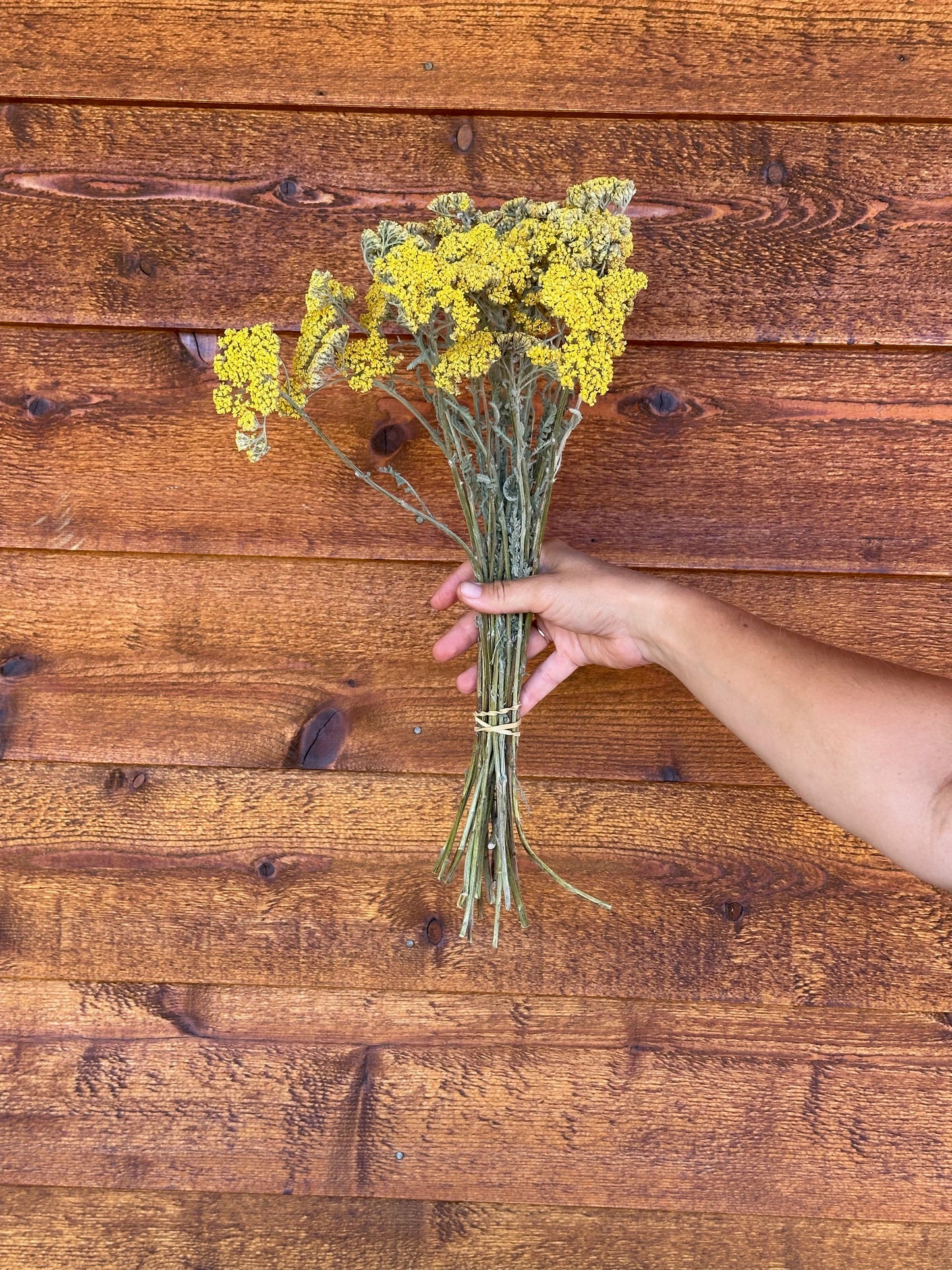 Yarrows