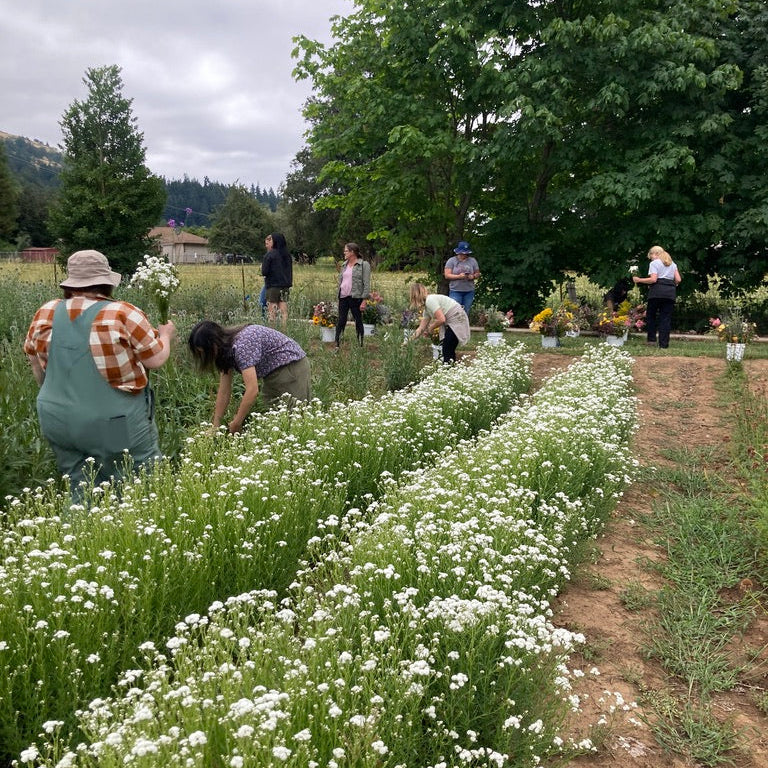 People harvesting in a field with white flowers and trees in the background