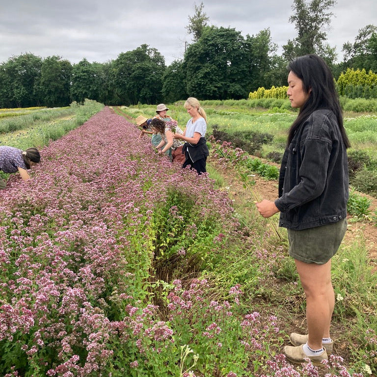 People harvesting in a field with rows of plants and purple flowers under a cloudy sky.