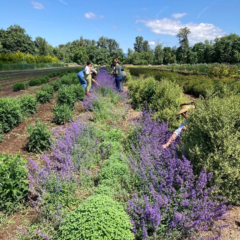 People harvesting in a field with rows of plants and lavender under a blue sky.