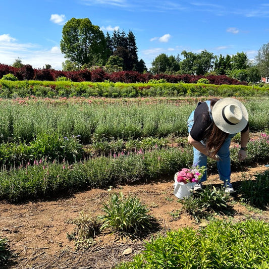 A person harvest flowers in rows of plants and a clear blue sky.