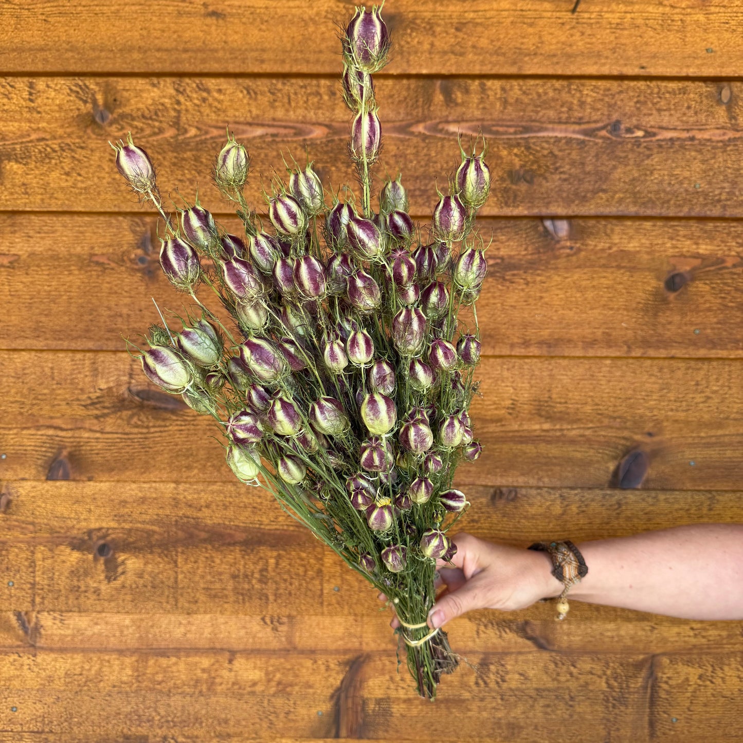 Nigella Pods