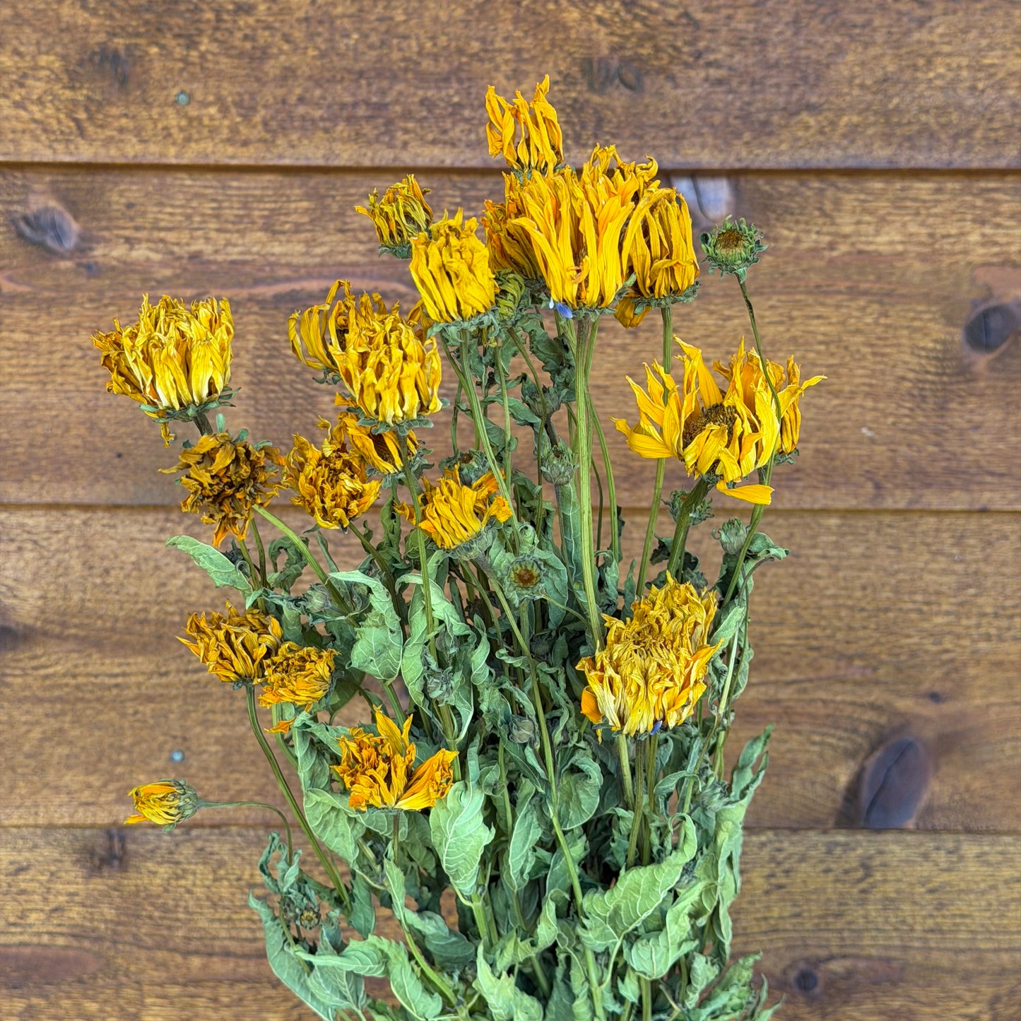 Heliopsis