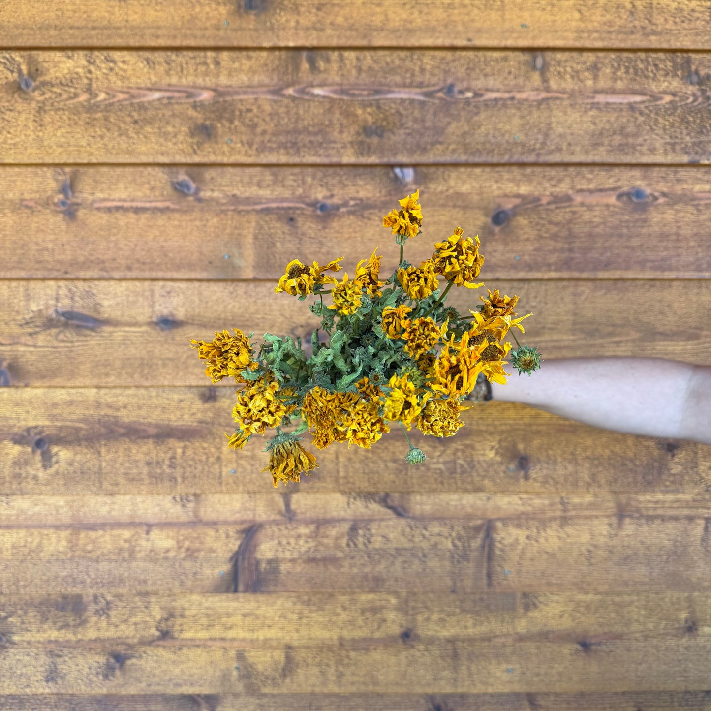 Heliopsis
