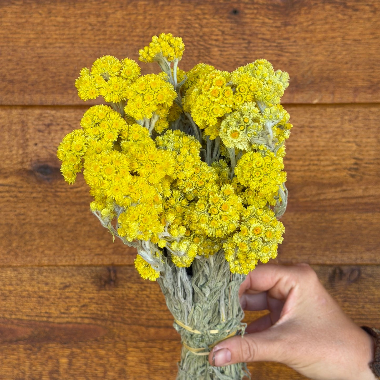 Curry Plant