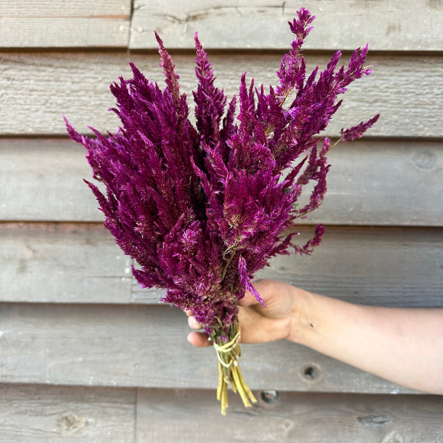 Celosia Plumes