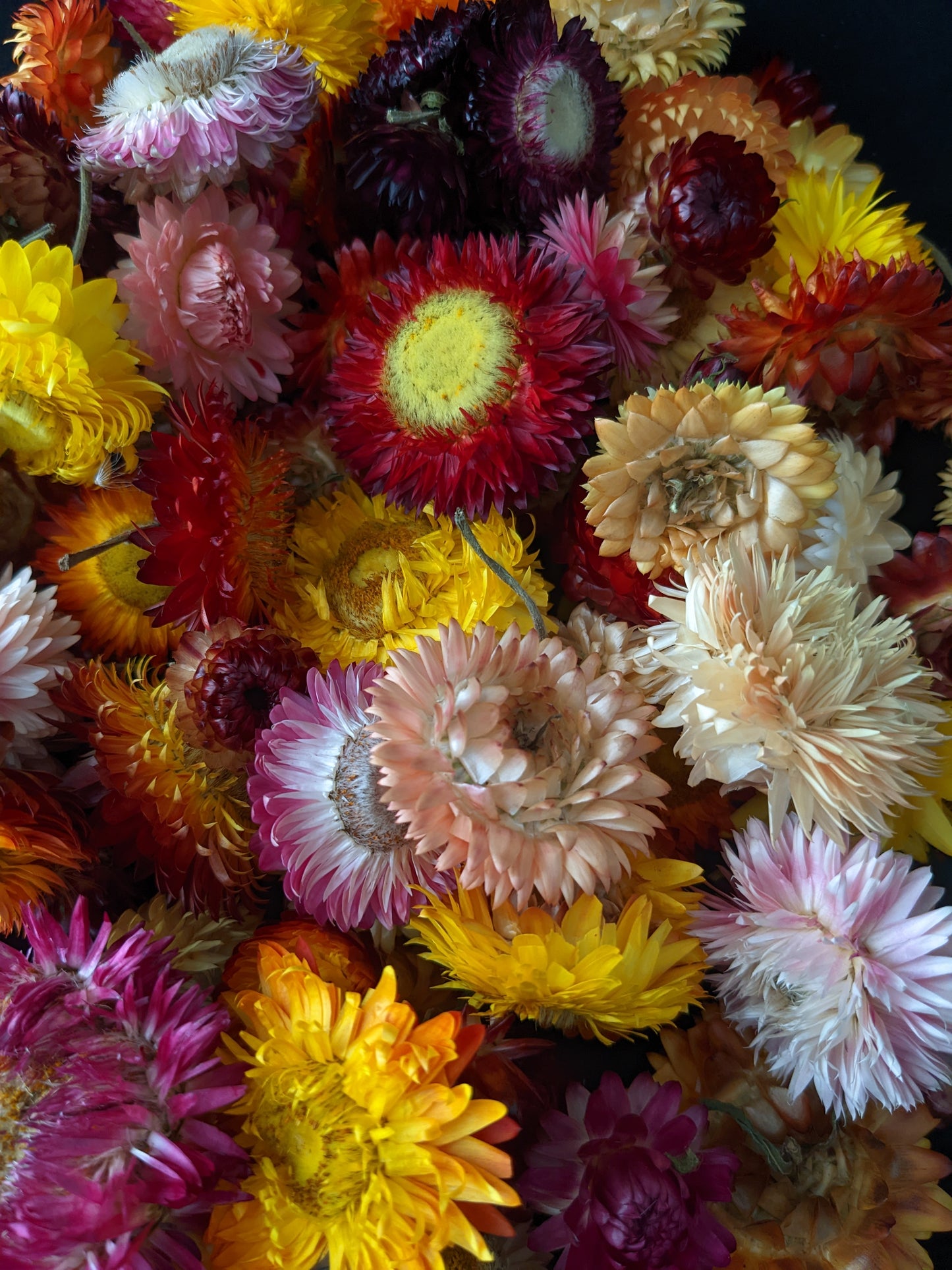 Strawflower Heads