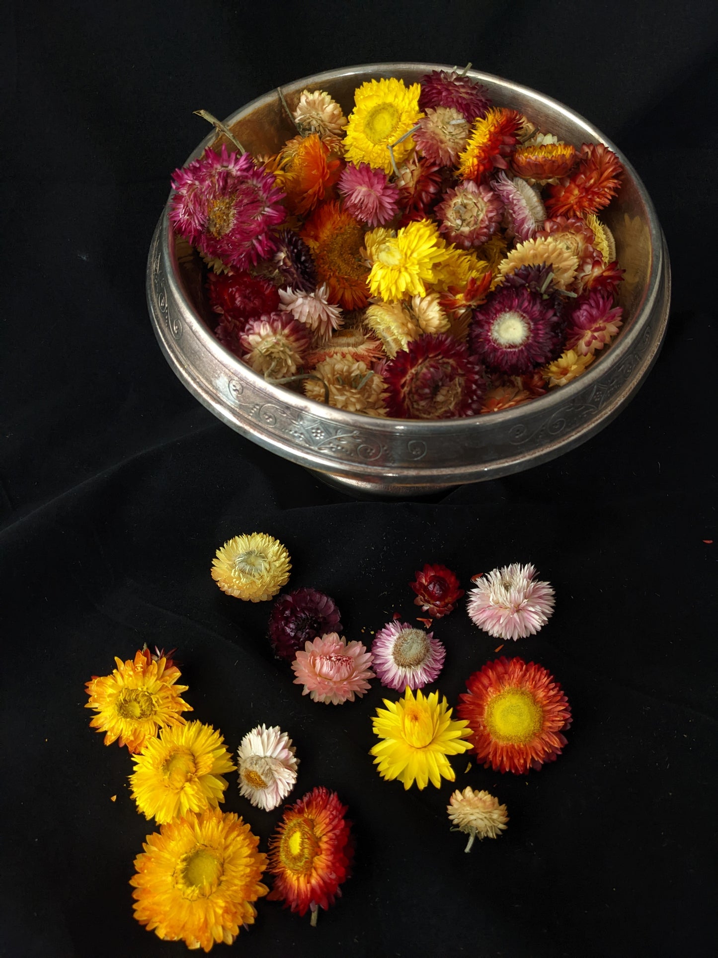 Strawflower Heads
