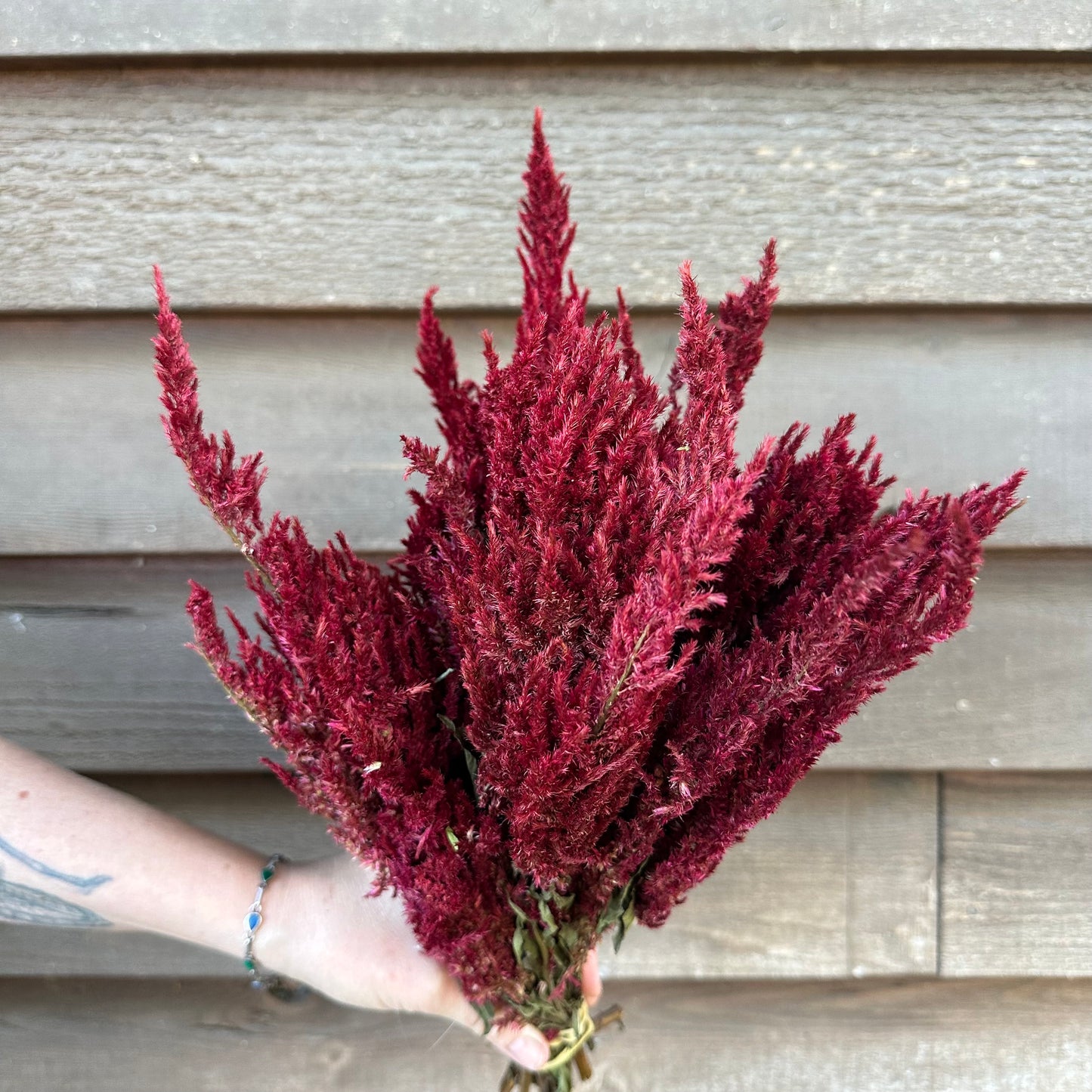 Celosia Plumes
