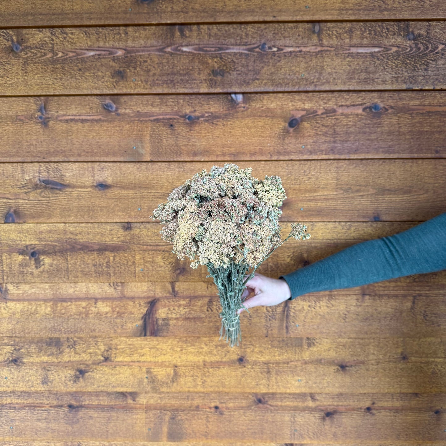Yarrows