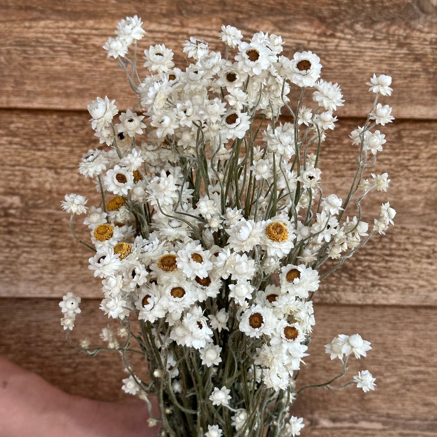 Ammobium