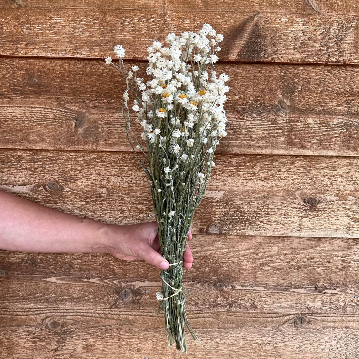 Hand holding a bouquet of small white flowers against a wooden background