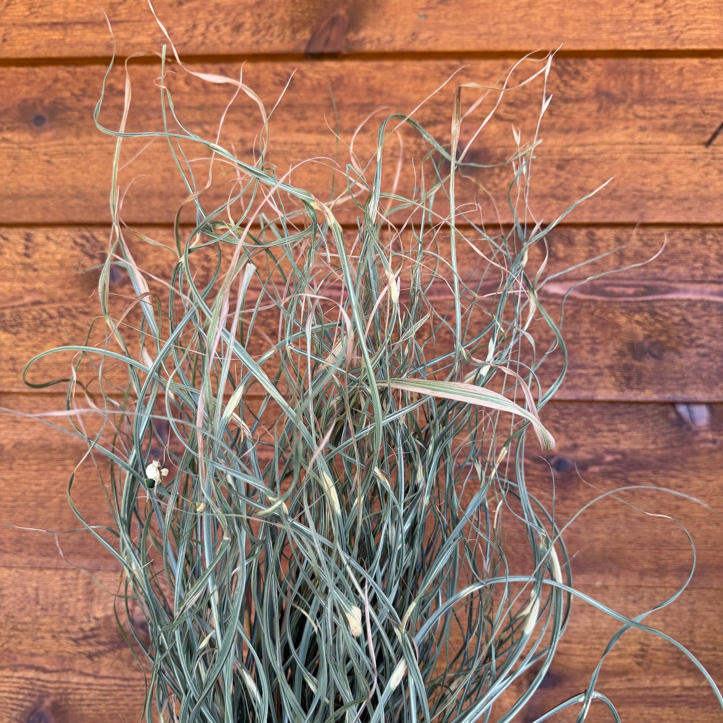Banded Grass