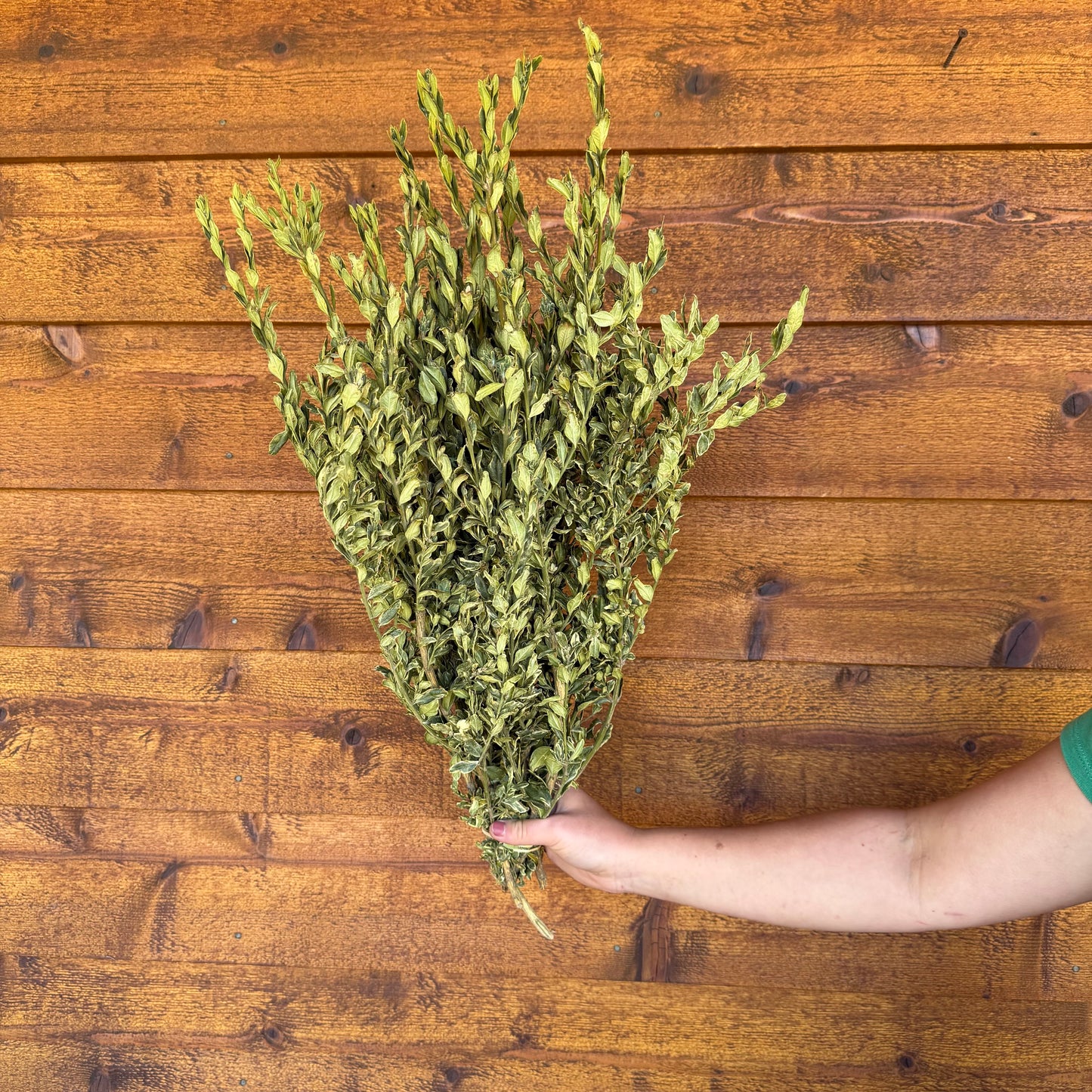 Boxwood